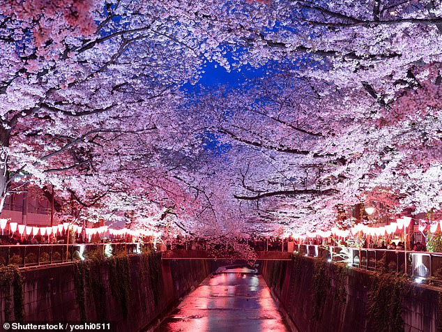 At night, yozakura (nighttime illuminations) along the riverbank turn the trees a fluorescent pink