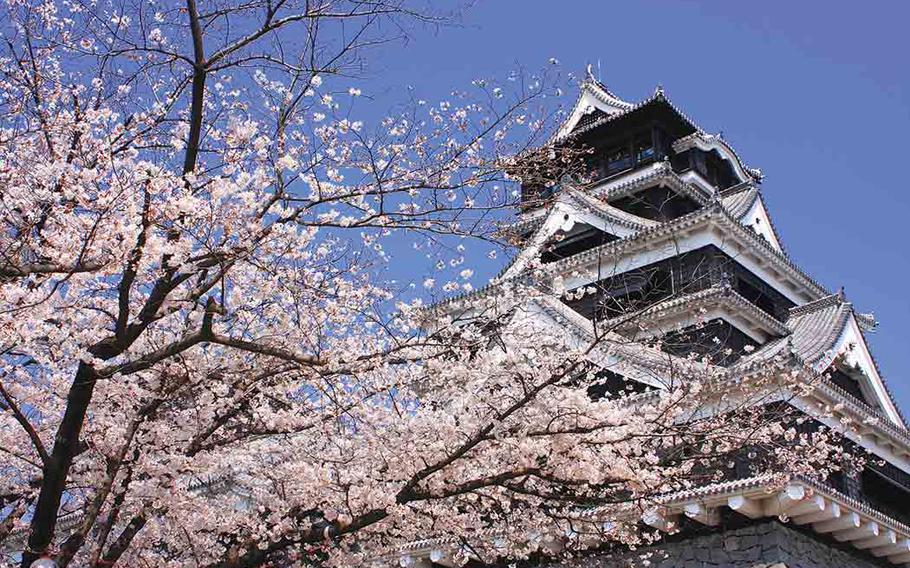 Cherry blossom in front of Kumamoto Castle.