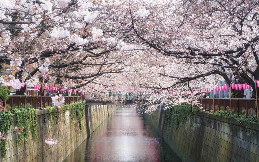 Cherry blossom trees over the Meguro River