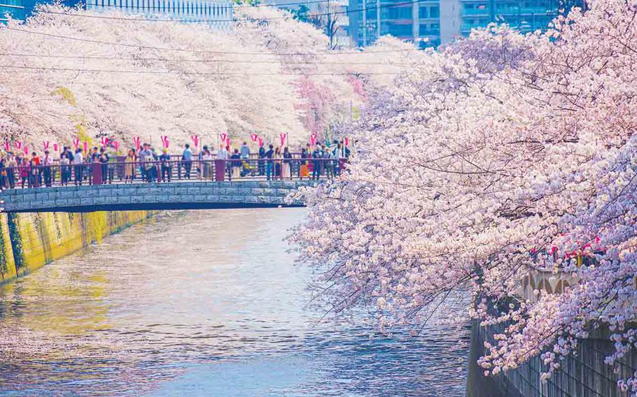 Blossoms along the Meguro River; people enjoying the view from the bridge.