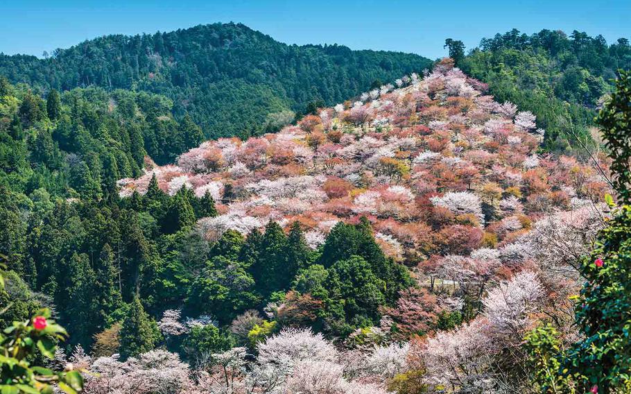 Different colors of blossoms blooming on Mt. Yoshino.
