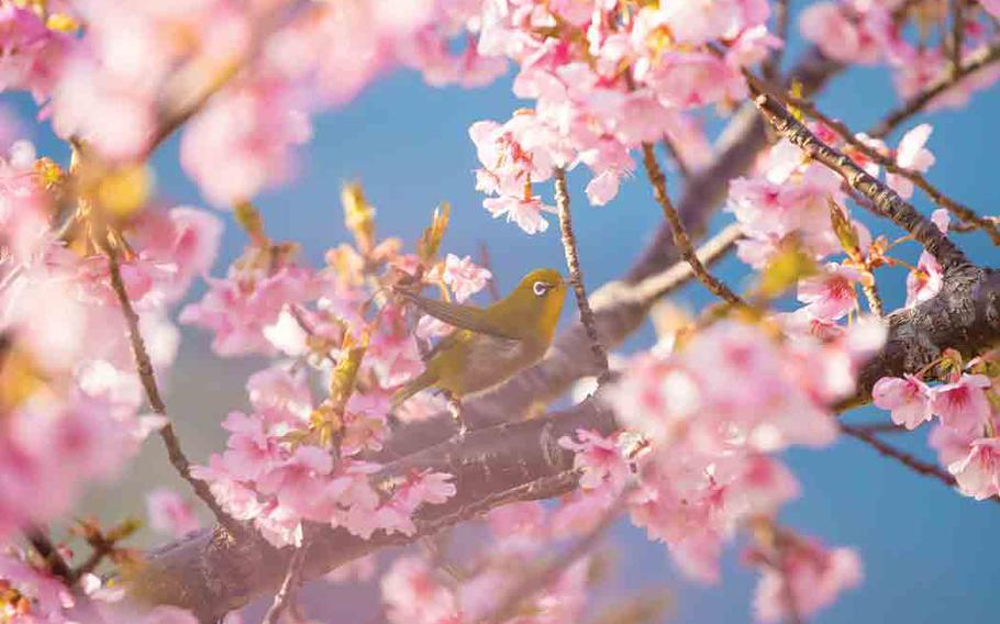 A (mejiro) warbling white-eye on a cherry blossom tree