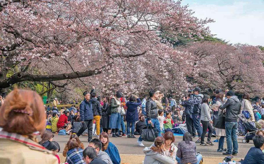 People enjoying cherry blossom viewing at Shinjuku Gyoen.