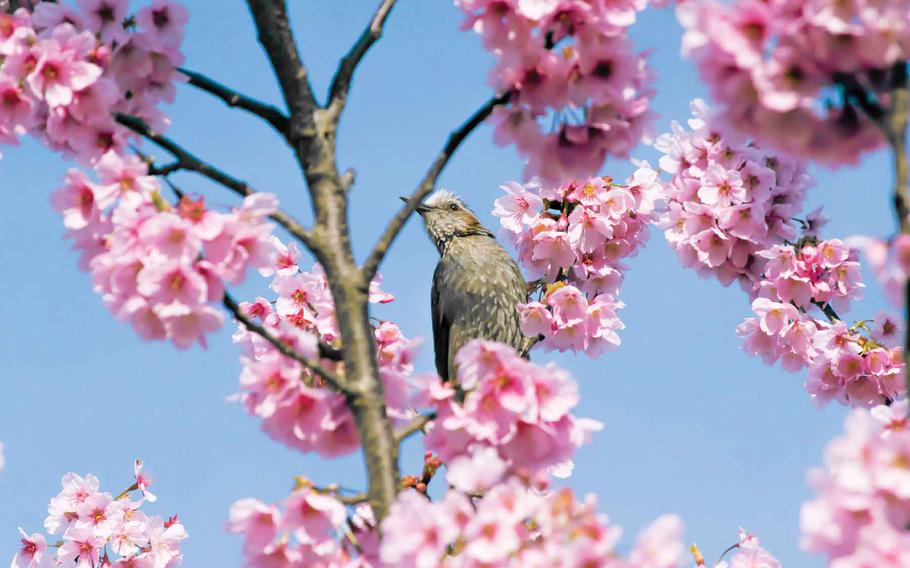 A bird perches on a branch of a cherry tree.
