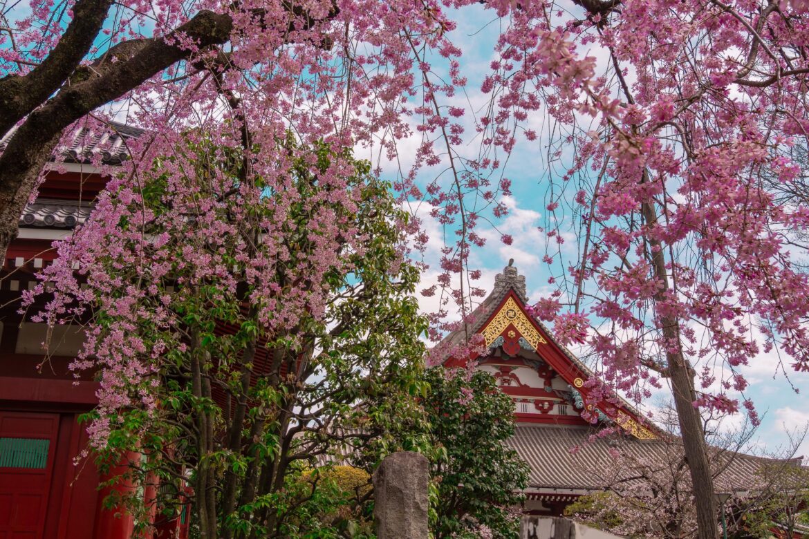 Cherry Blossoms At Senso-Ji Temple, Asakusa, Tokyo