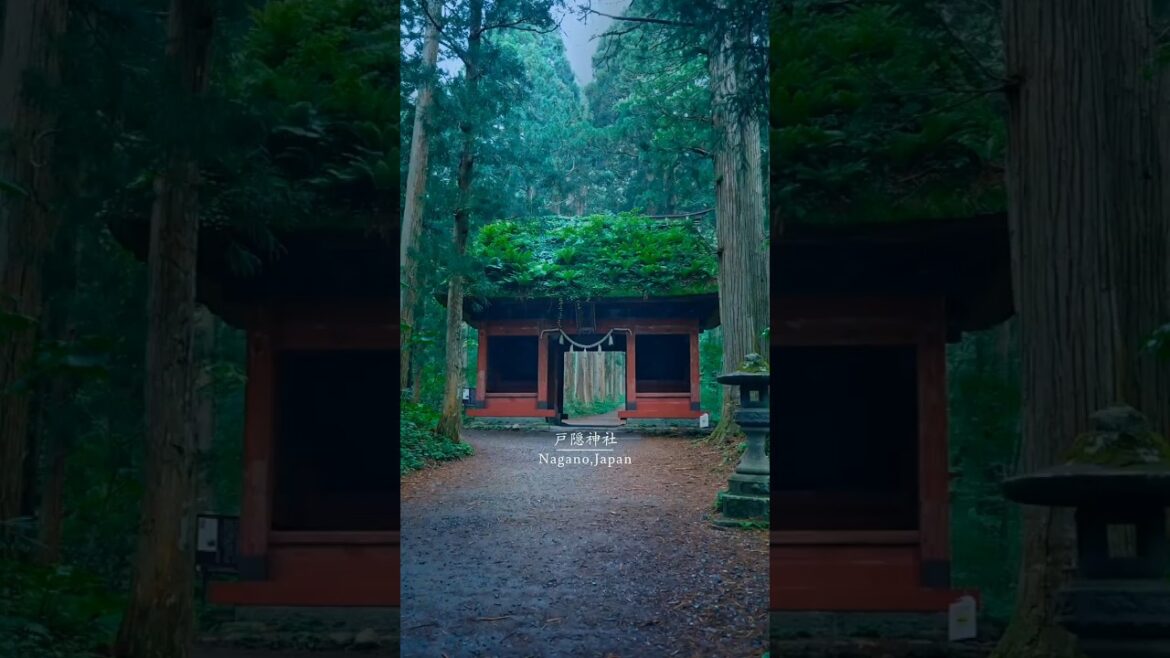Nagano japan she is Togakushi Shrine, of japan, #nagano