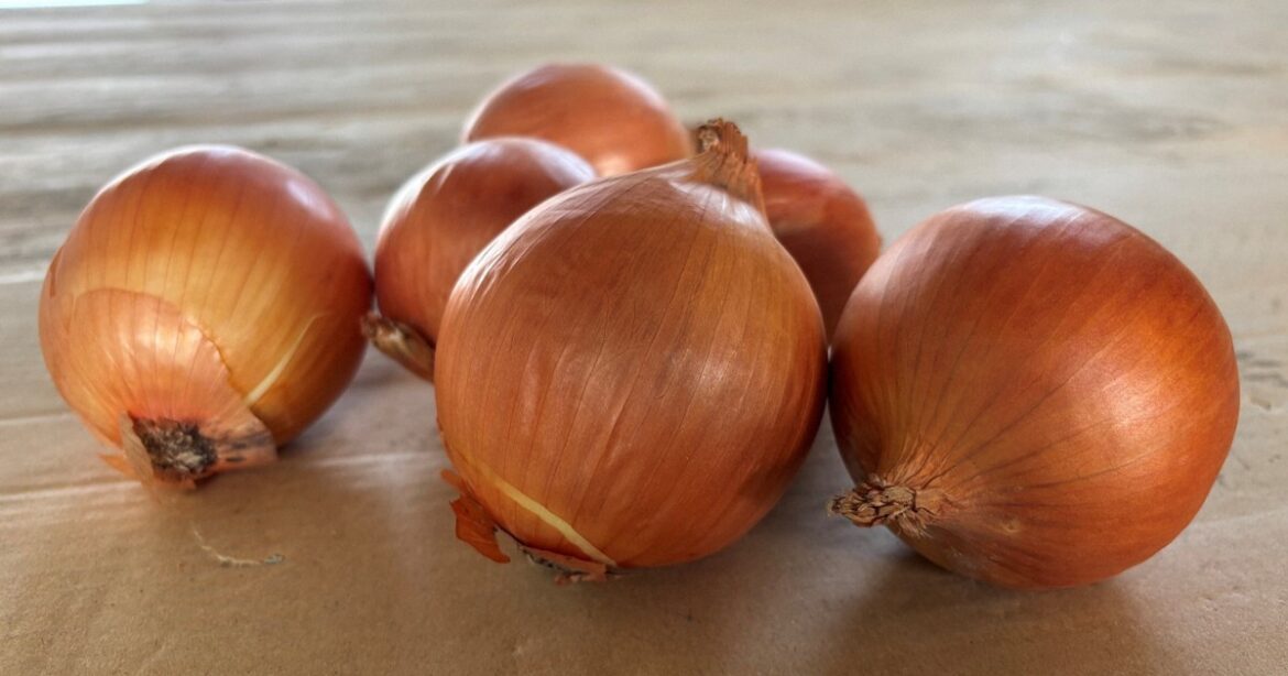 Tearless onion production in Hokkaido set to rise fivefold by 2029