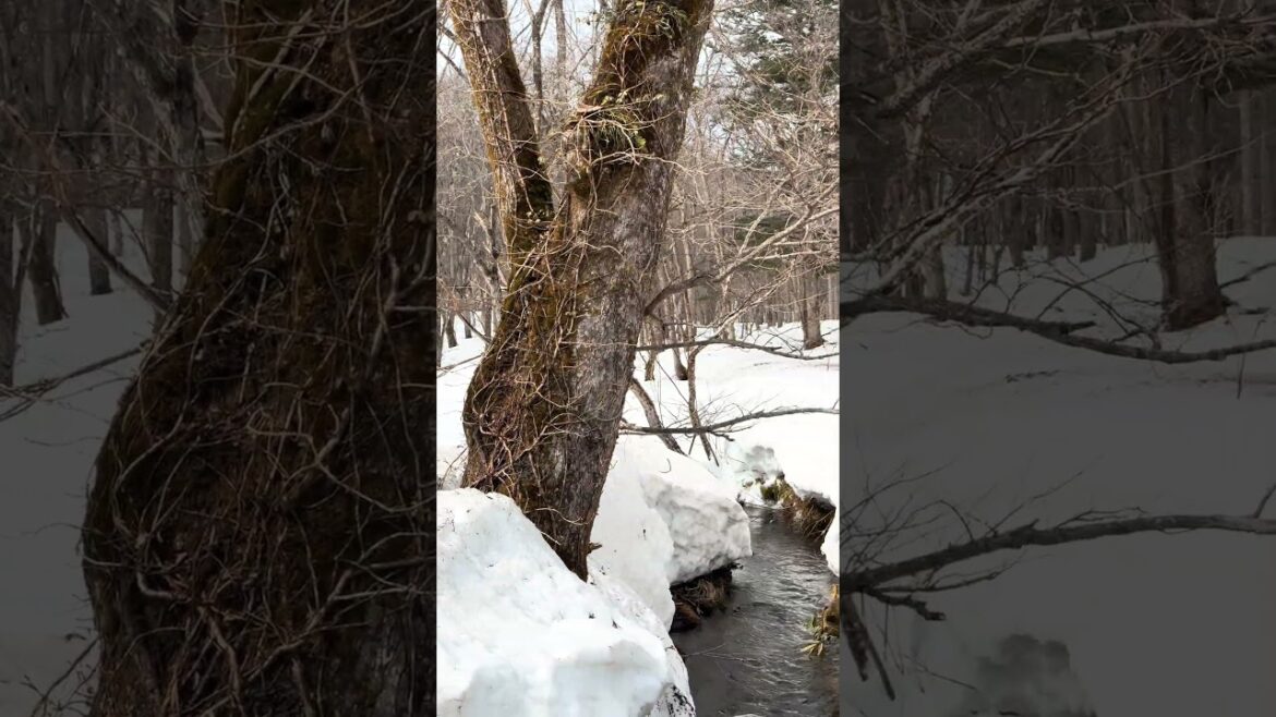 Snowy Nagano 🇯🇵