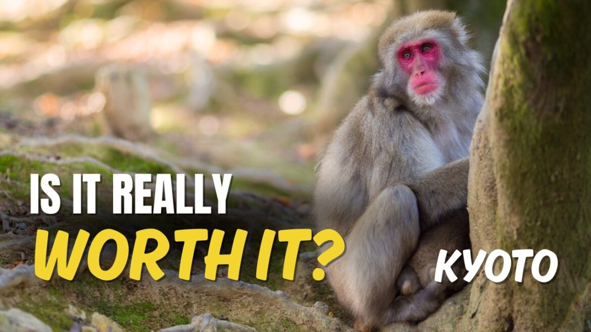 Arashiyama Monkey Park Kyoto 🇯🇵 — Is It Worth Visiting?