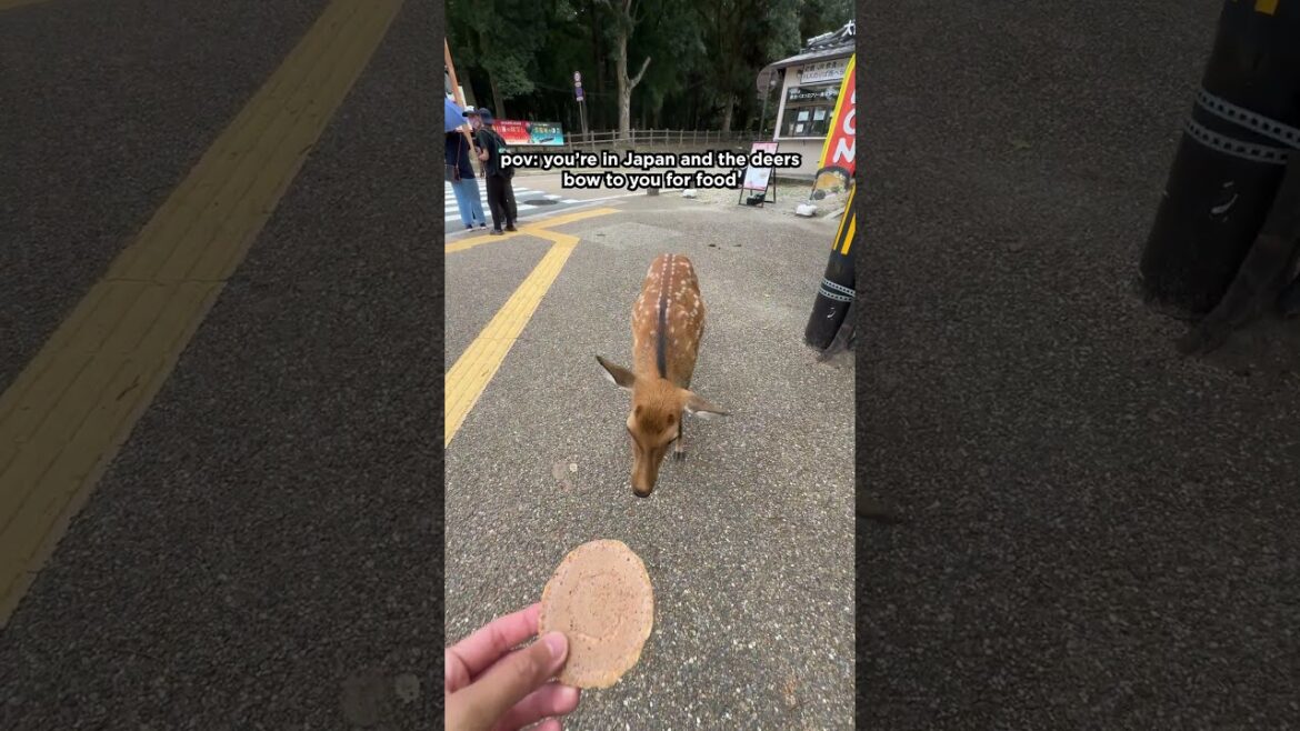 Deers bow to you for food in #japan