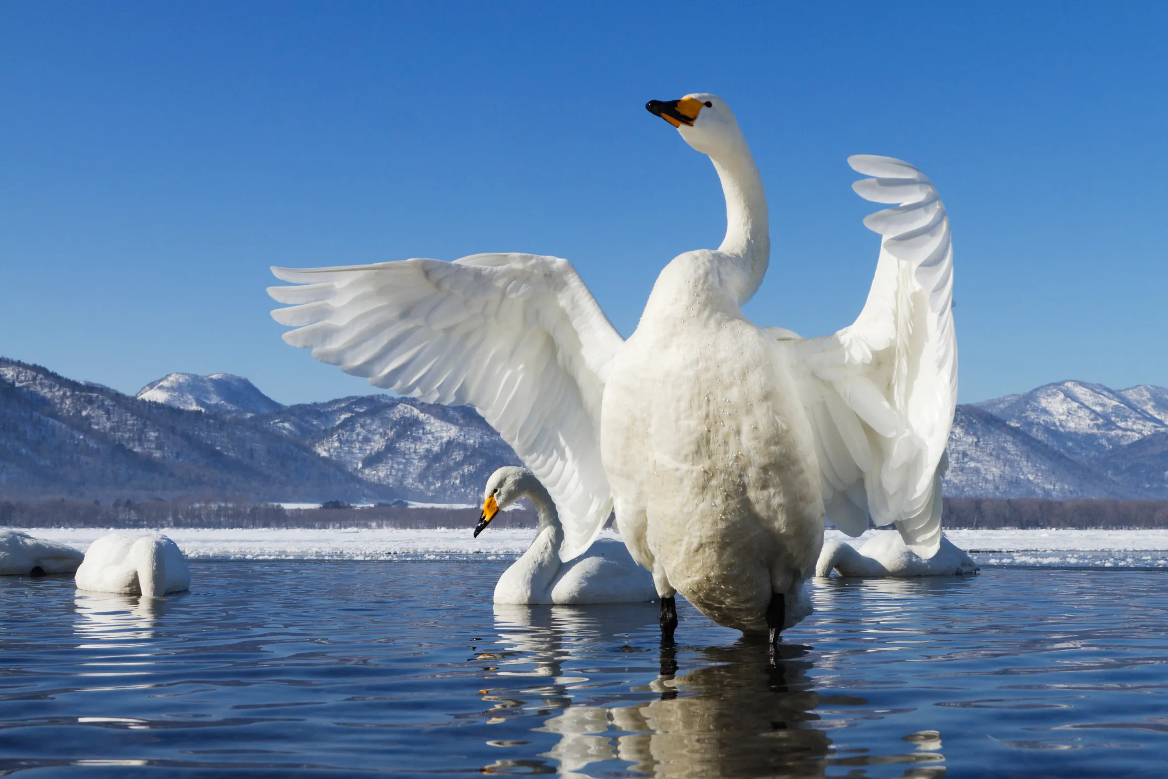 A whooper swan on Lake Kussharo in Akan-Mashu National Park— one of the most beautiful places in Japan
