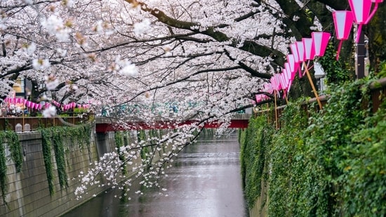 A strategic guide to Japan’s 2026 cherry blossom season for Indians: Per person cost to how long you should stay Cricket in L1