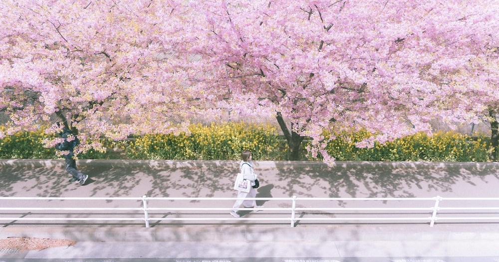 Japan’s cherry blossom season predicted to start earlier than we’d thought, especially in Tokyo Japan’s cherry blossom season predicted to start earlier than we’d thought, especially in Tokyo
