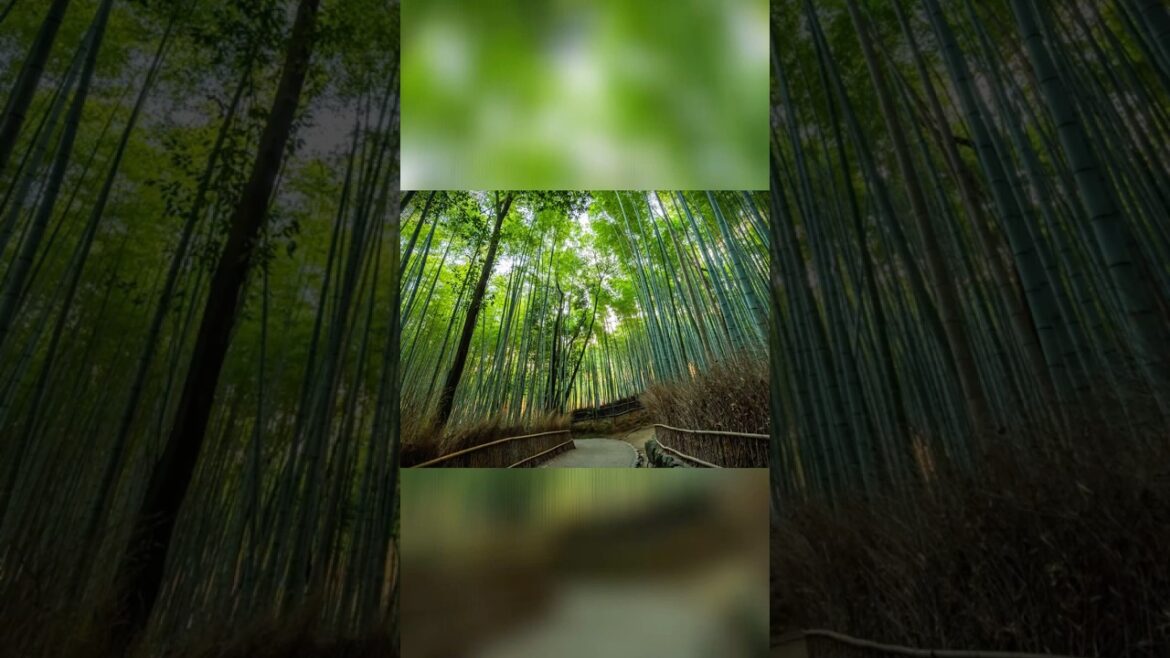 Lost In Kyoto's Arashiyama Bamboo Grove | Japan's Most Enchanting Forest