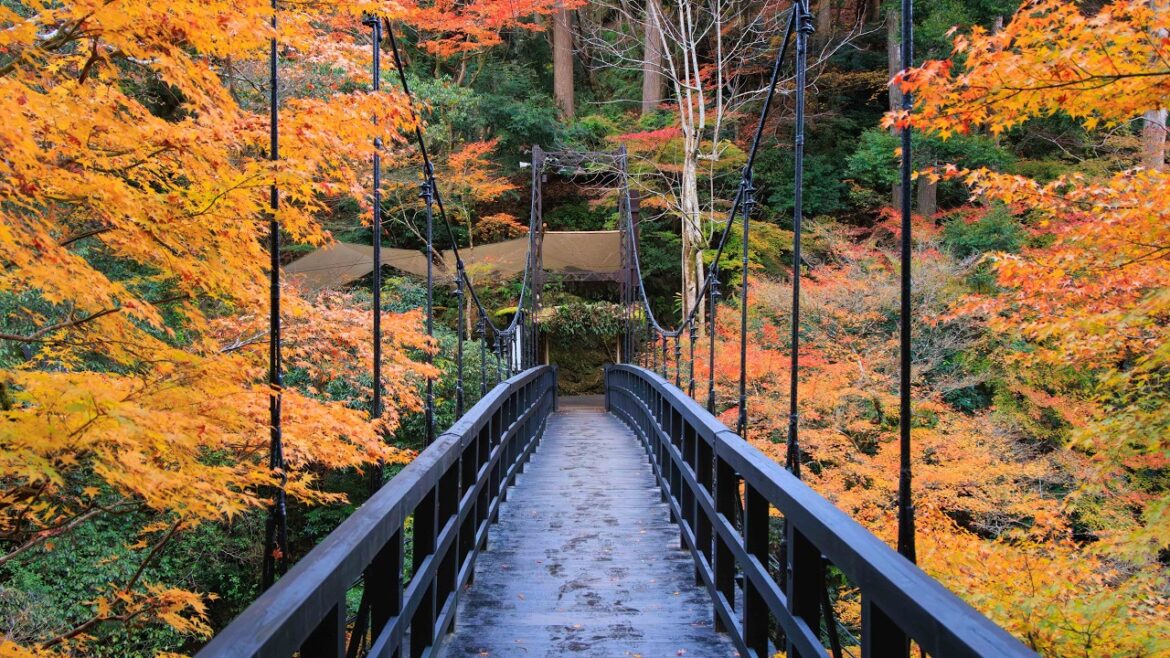 Walking Downstream in Western Mountains | Kyoto, Japan