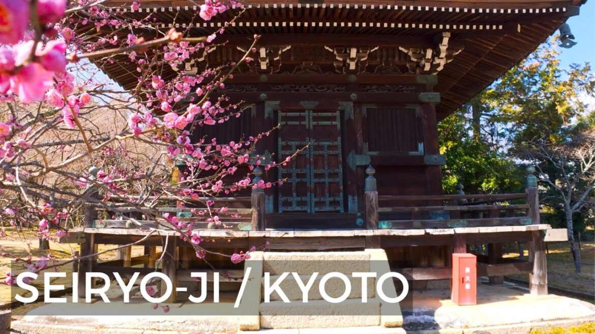 Early Plum Blossoms at Seiryo-ji: A Peaceful Walk in Kyoto/清凉寺 FEBRUARY 22, 2026