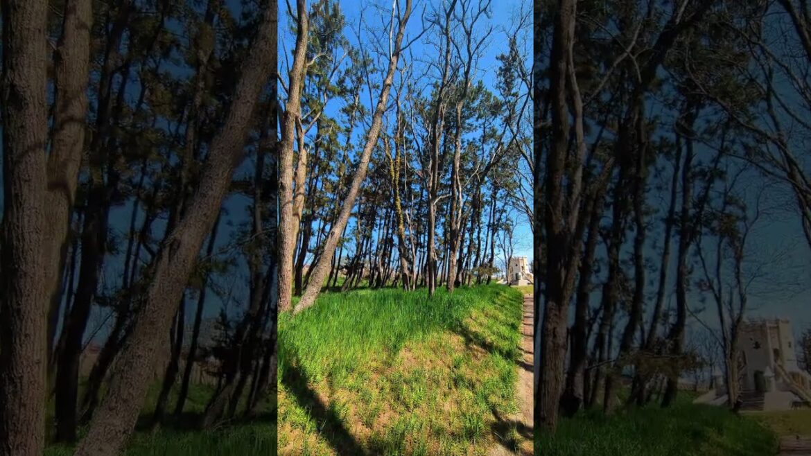 【お城公園 】西海岸公園 #海 #新潟市中央区 #散歩  #自然 #癒し #shorts #おすすめ #nature #japan