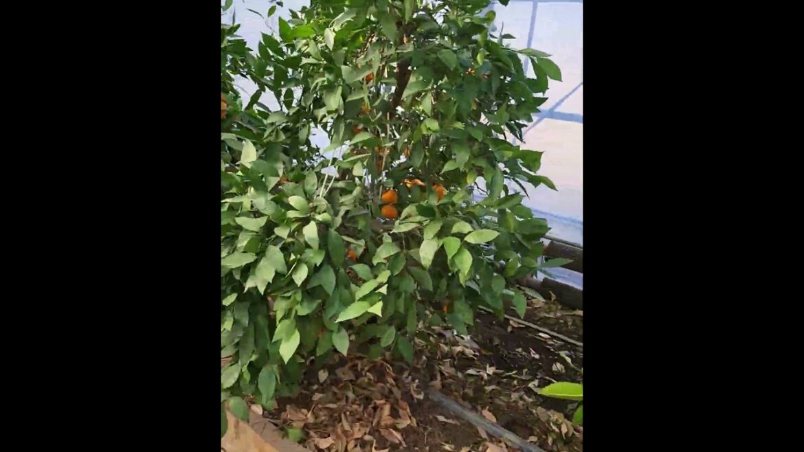 Oranges Picking in Nagano Japan #tourguiding #japantouristguide #japantravelguide#naganotravel