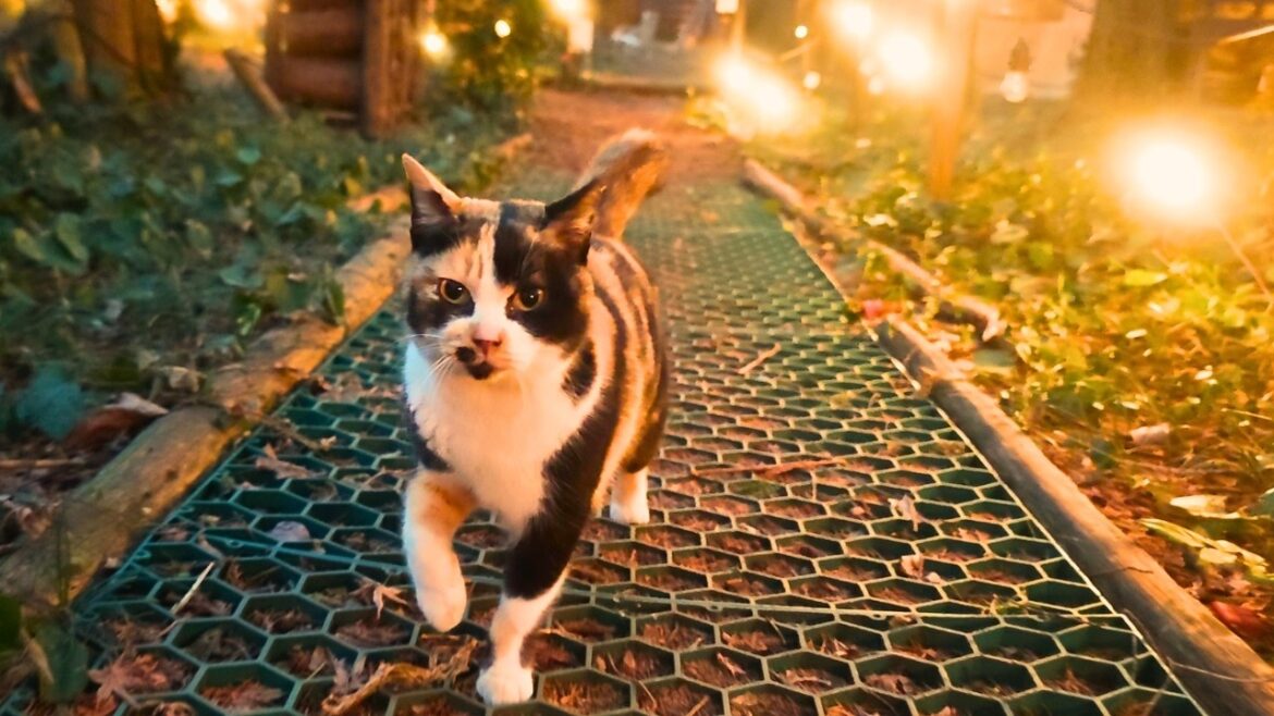 4 Cats Kept Coming to My Tent at This Winter Camp in Japan 🐈