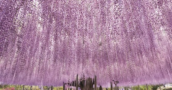 Nine great places to see spring flowers in Japan, as chosen by travelers (with almost no sakura) Nine great places to see spring flowers in Japan, as chosen by travelers (with almost no sakura)