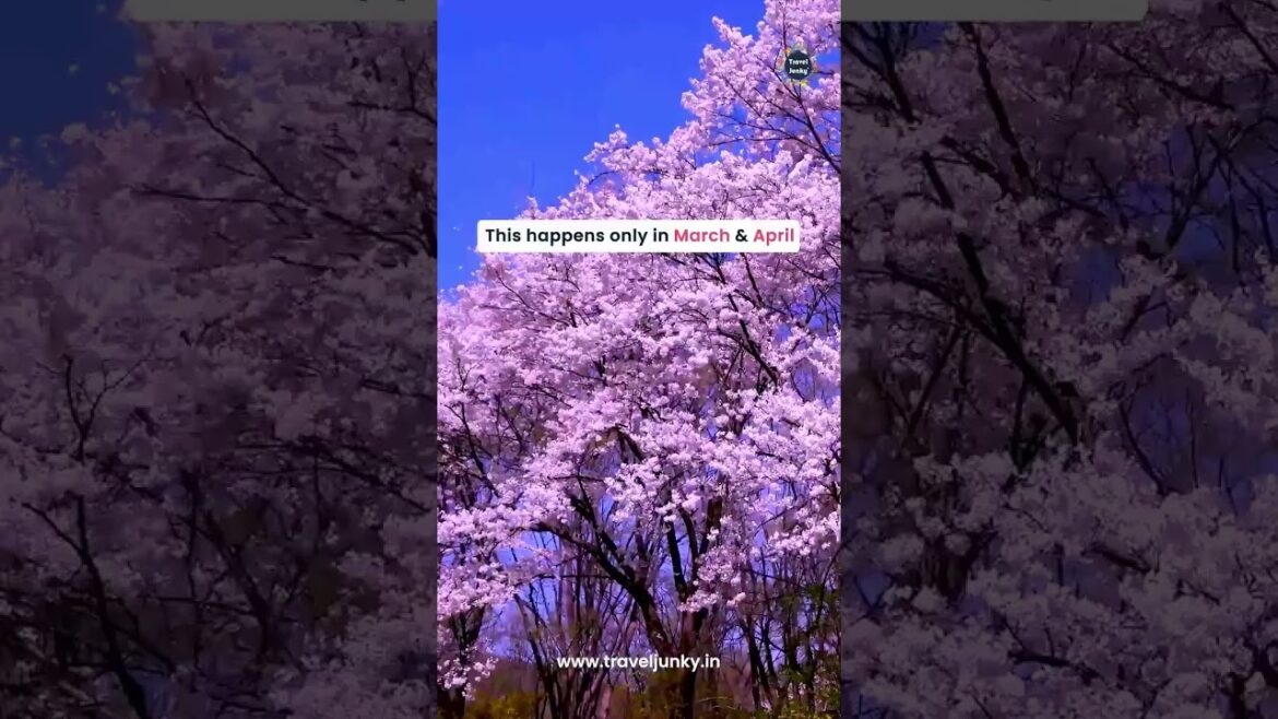 Want to see Cherry Blossom in Japan❤️🥰