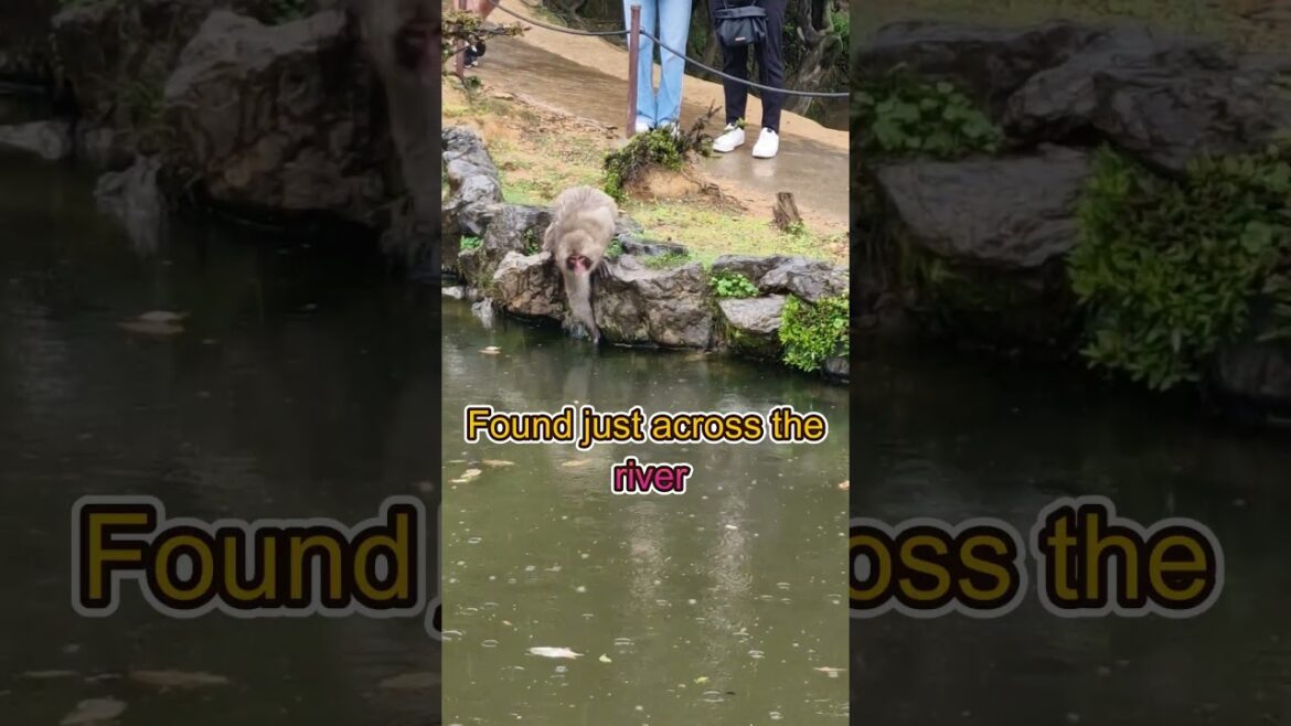 Kyoto's Best Kept Secret: The Arashiyama Monkey Park. #japan #travel