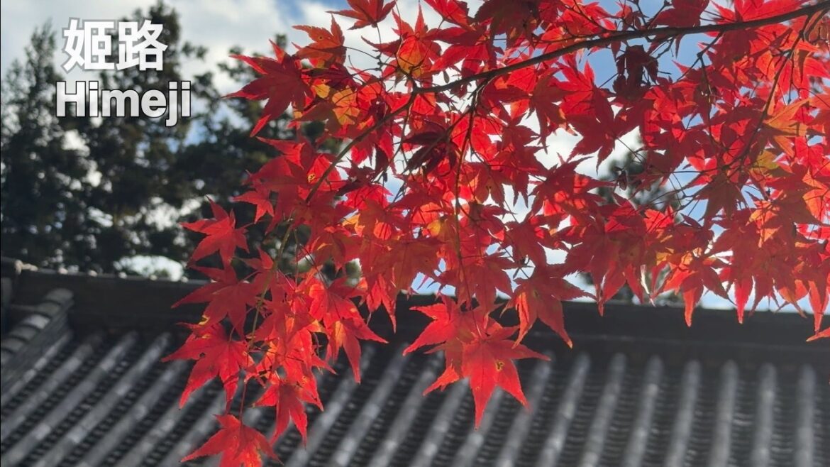 [姬路] 不完美的遊記｜書寫山賞楓｜復古咖啡店 HAMAMOTO COFFEE｜姬路名物 魚糕 豬扒飯 鯛魚燒 杏仁多士｜關西機場搭船去神戶｜一趟中斷的旅程