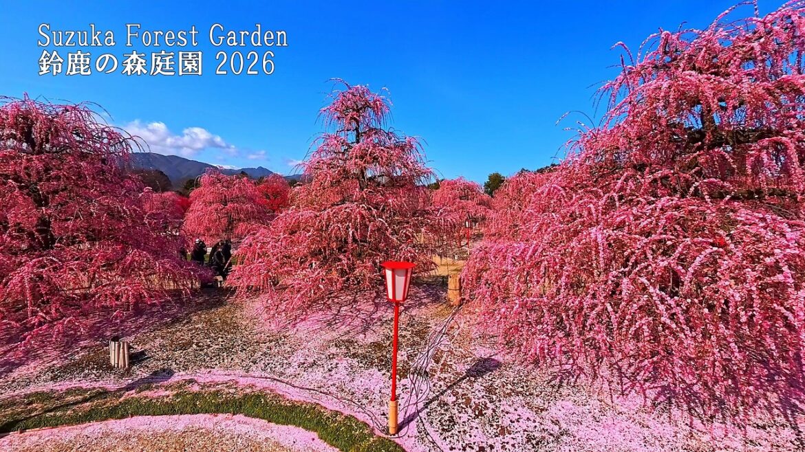 Weeping plum blossoms and a carpet of petals! Everything is pink! Weeping plum blossoms and a carpet of petals! Everything is pink!