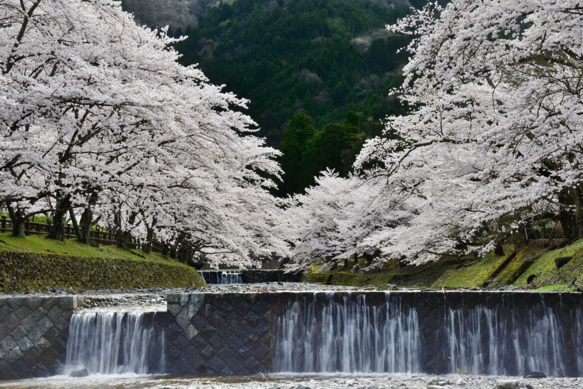Kameoka Cherry Blossom Week 2026, Kyoto | Kameoka Sports Park, Kyoto Loading animation