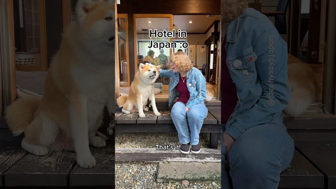 🐶🇯🇵Japanese Hotel with Akita Dogs