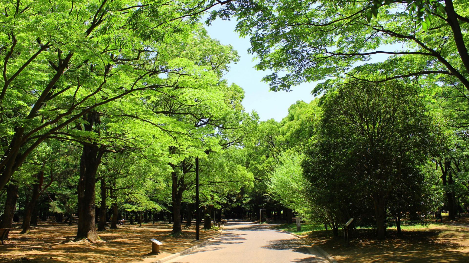 jujutsu kaisen season 3