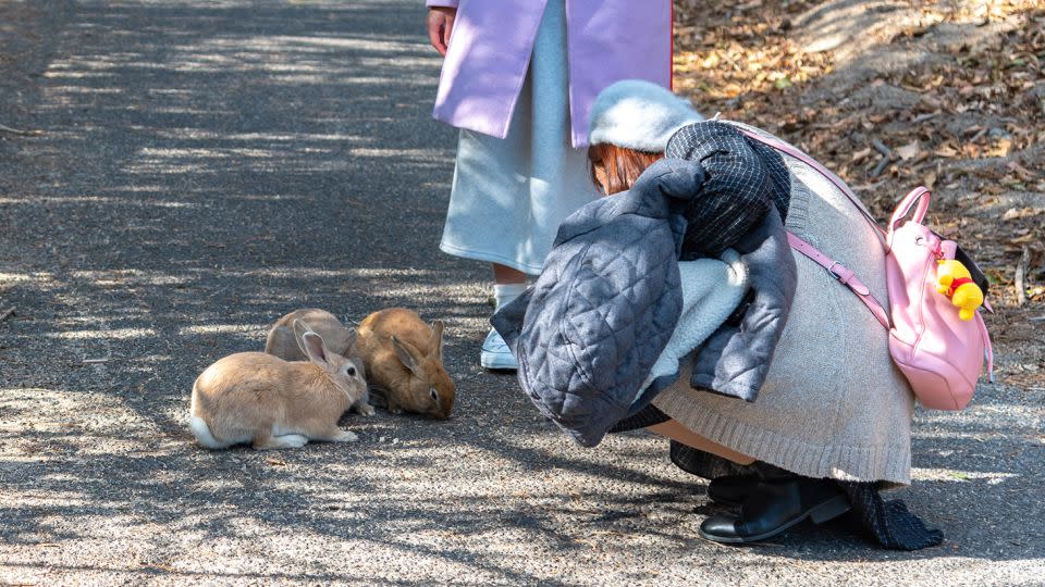 Okunoshima is famous for its wild but friendly rabbits. - Cheng Feng Chiang/iStock Editorial/Getty Images