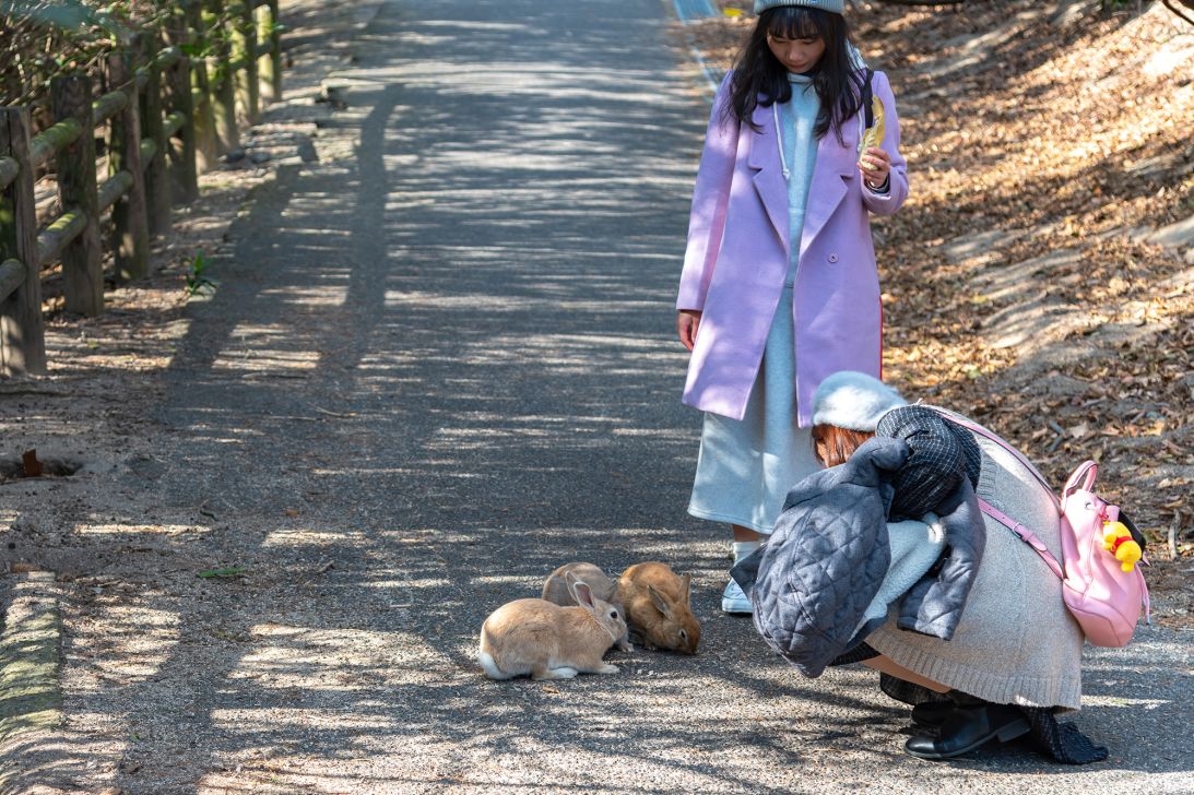 Okunoshima is famous for its wild but friendly rabbits.