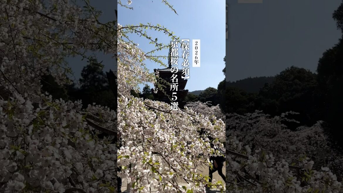 【京都桜スポット5選】早朝拝観・定番・予約不要なスポットまで完全ガイド　#shorts