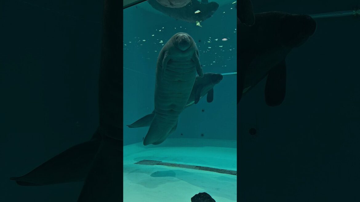 coming soon #japan #okinawa #southkorea #korea #share #yt