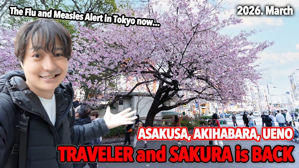 2026 Japan Cherry Blossom and Travel Alert! Early Blooms & New Travel Rules You Must Know Ep.629 2026 Japan Cherry Blossom and Travel Alert! Early Blooms & New Travel Rules You Must Know Ep.629