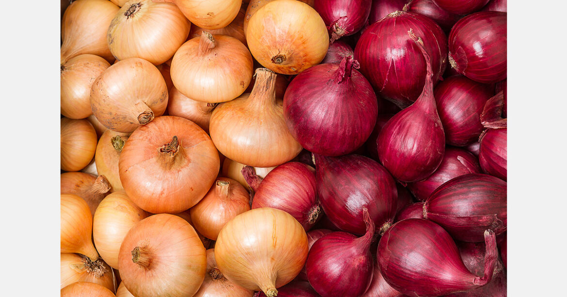 Taiwan exports 19.2 tons of onions to Okinawa