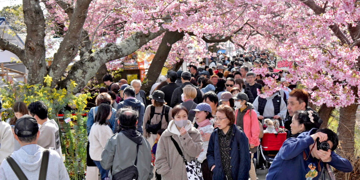 Tokyo's cherry blossoms to pop in days; full bloom by month's end