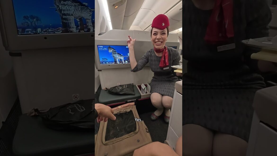 International Cat Day - Turkish Airlines