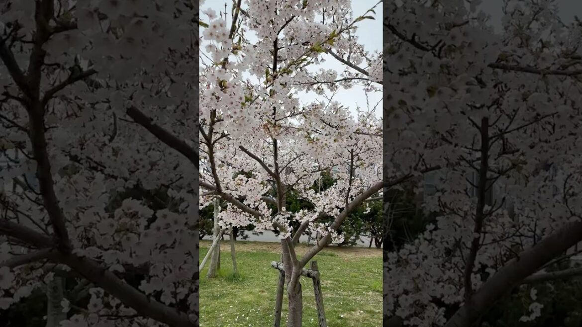 #shorts Cherry Blossom Garden in Hakodate, Hokkaido, Japan!