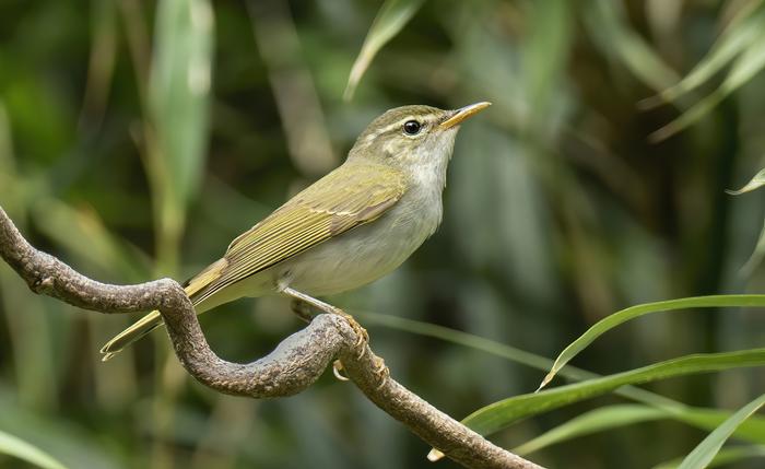 Tokara Leaf Warbler