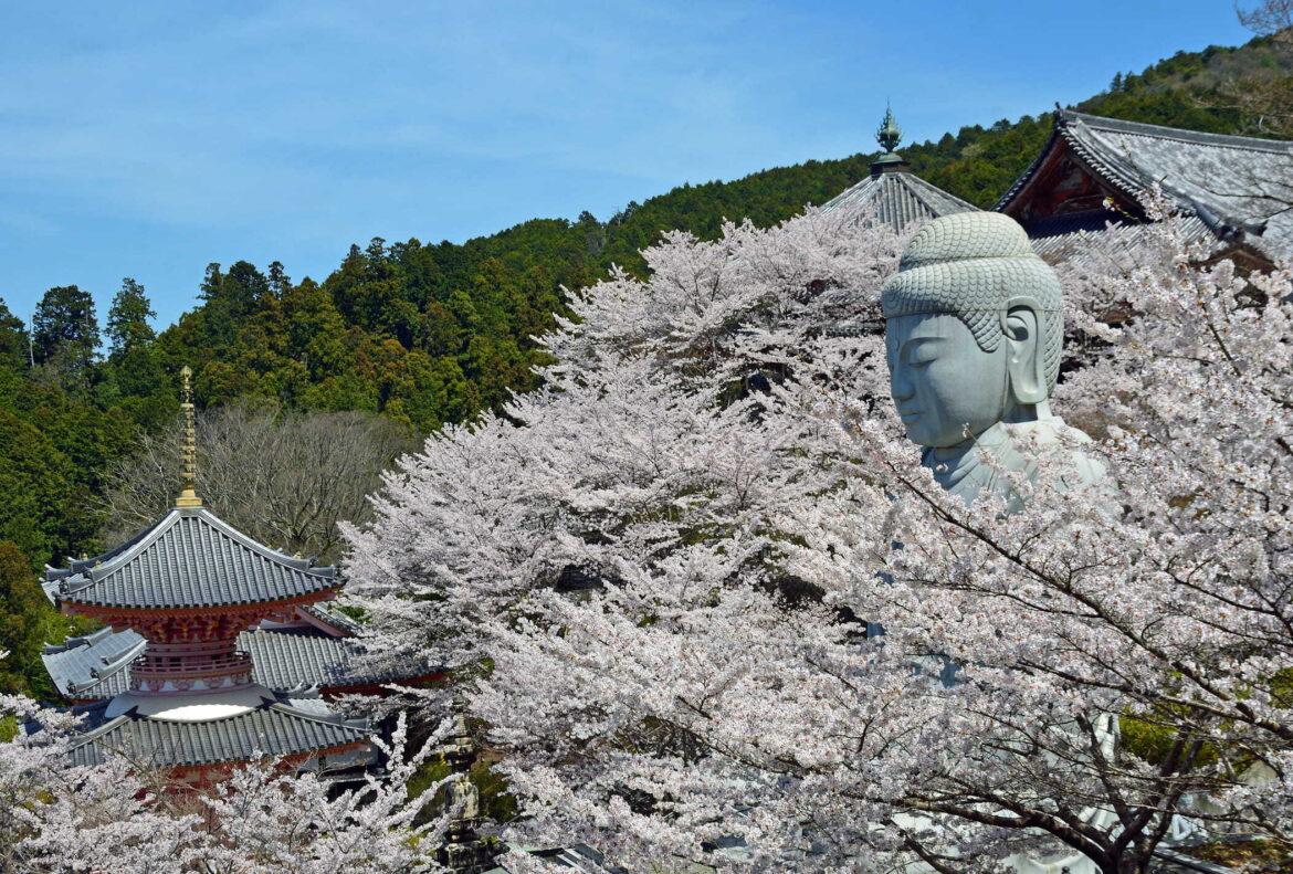 7 best cherry blossom day trips from Osaka in 2026
