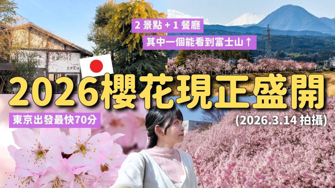 2026最新🌸現正盛開的早開櫻一日遊 看得到富士山!! 東京出發70分｜有金合歡的餐廳｜大雄山線｜神奈川縣南足柄市 春めき桜/足柄櫻｜春木徑 幸福小道＆一之堰 HARANE｜日本賞櫻 4K VLOG