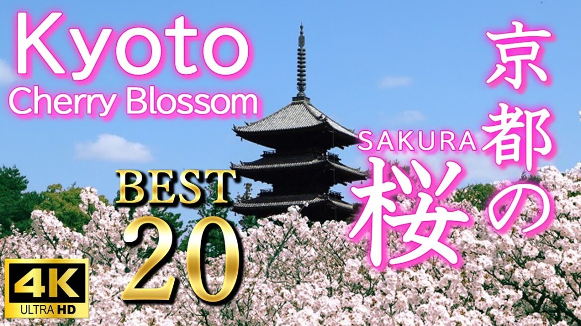 【京都の桜ベスト20選】究極の一度は見てみたい絶景桜 【京都の桜ベスト20選】究極の一度は見てみたい絶景桜