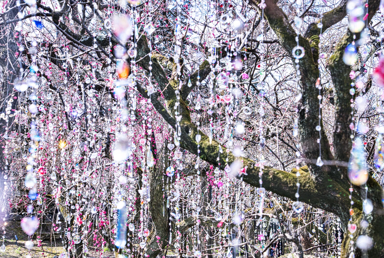 ‘Three Gardens of Snow, Moon, and Flowers’