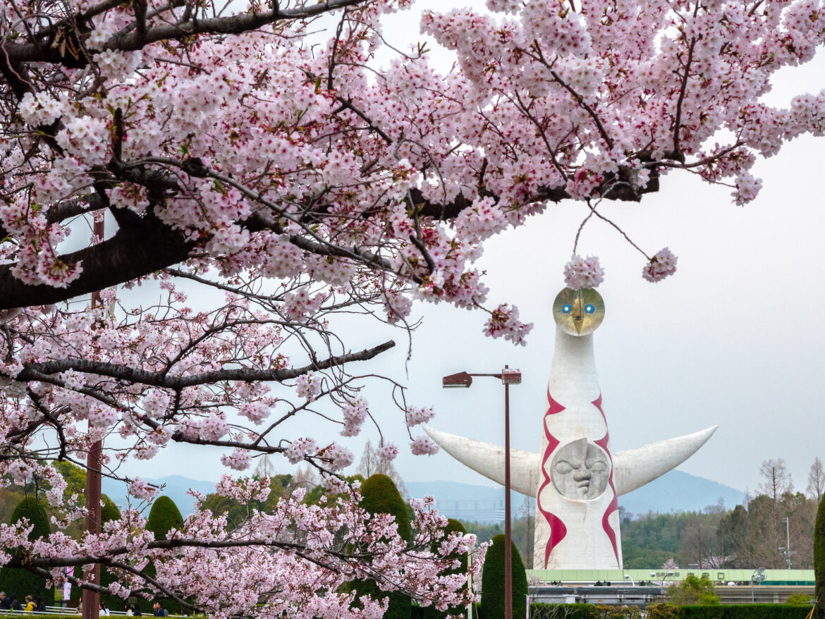 Has the 2026 cherry blossom season started in Osaka and Kyoto?