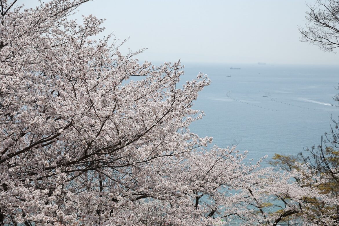 Atsumori Cherry Blossom Viewing Festival at Sumaura Park, Kobe | Sumaura Park, Kobe