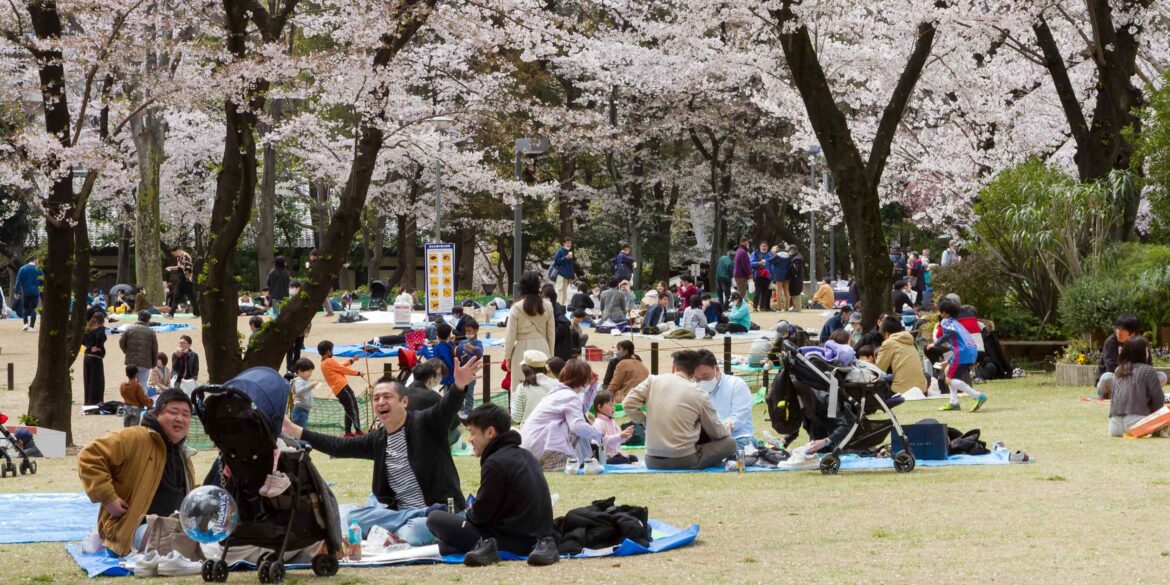 Learning to love Japan's cherry blossom season