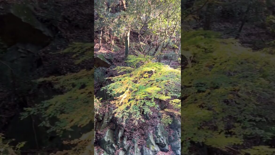 【OSAKA】Must-See Tourist Attraction - Minoh Park