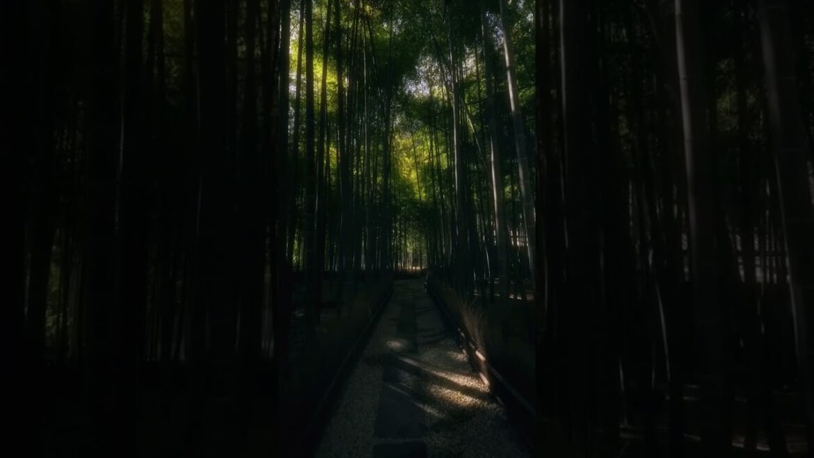 Explore Kanagawa Japan 🇯🇵 temples shrines bamboo forest peaceful travel vibes #japantravel #japan
